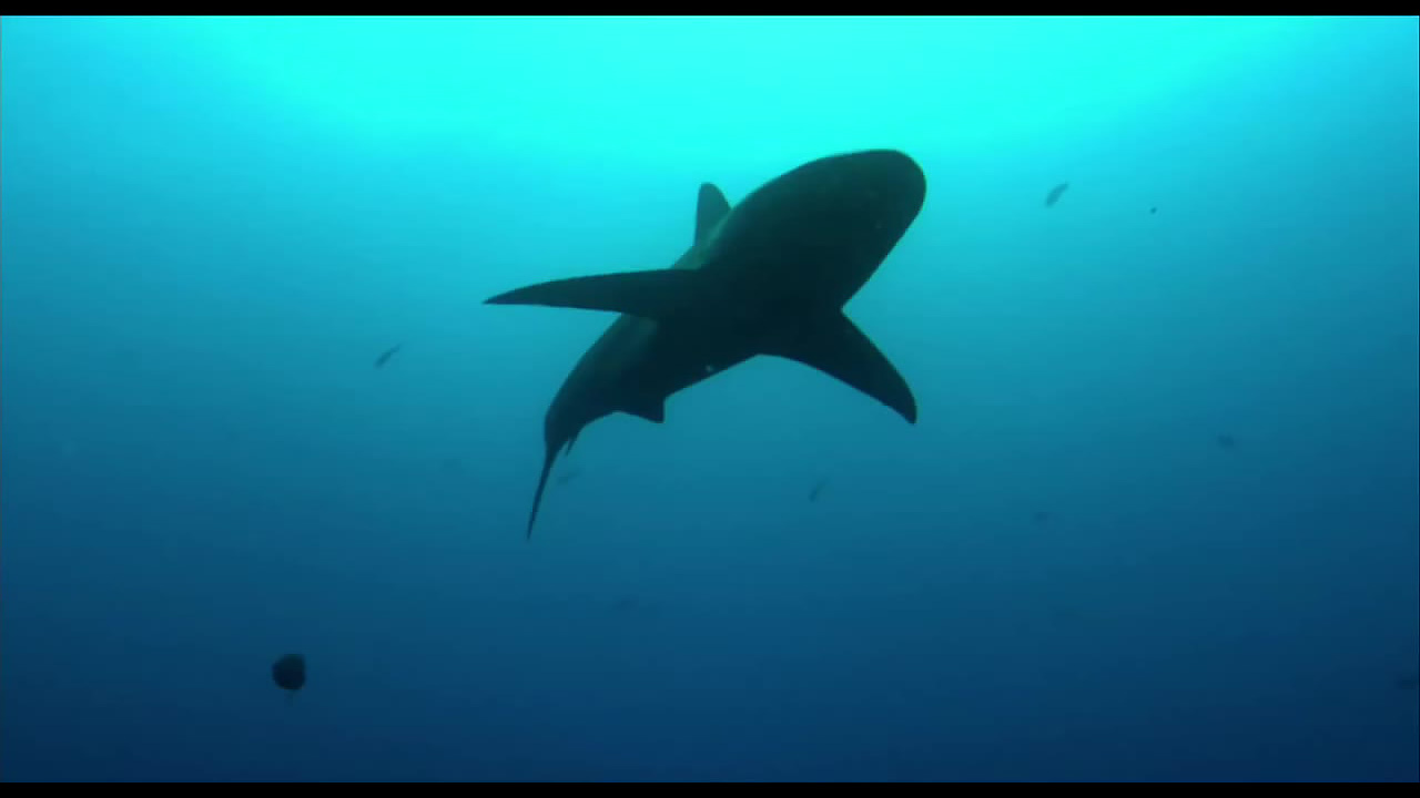 teaser image - Sharkwater - Trailer