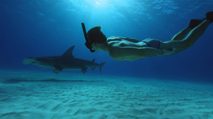 teaser image - Sharkwater Extinction: Fighting For Life