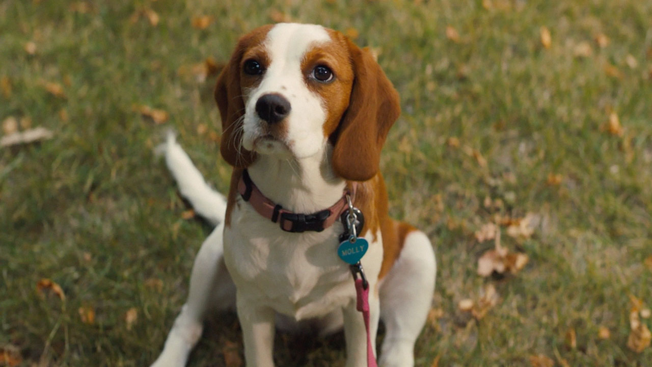 teaser image - A Dog's Journey (Park The Stroller) Trailer