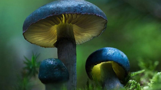 teaser image - Fantastic Fungi: The Magic Beneath Us Official Trailer