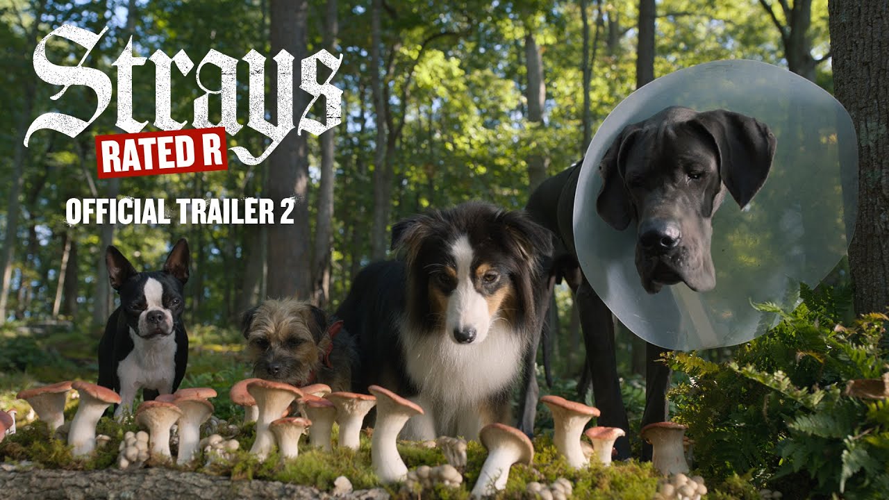 teaser image - Strays Official Trailer 2